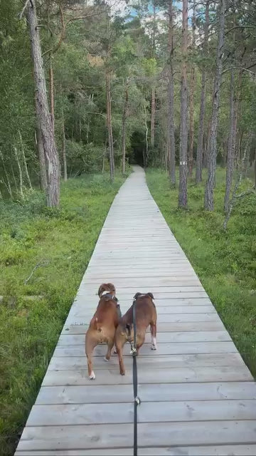 Multikoppel Kenzo, för flera hundar