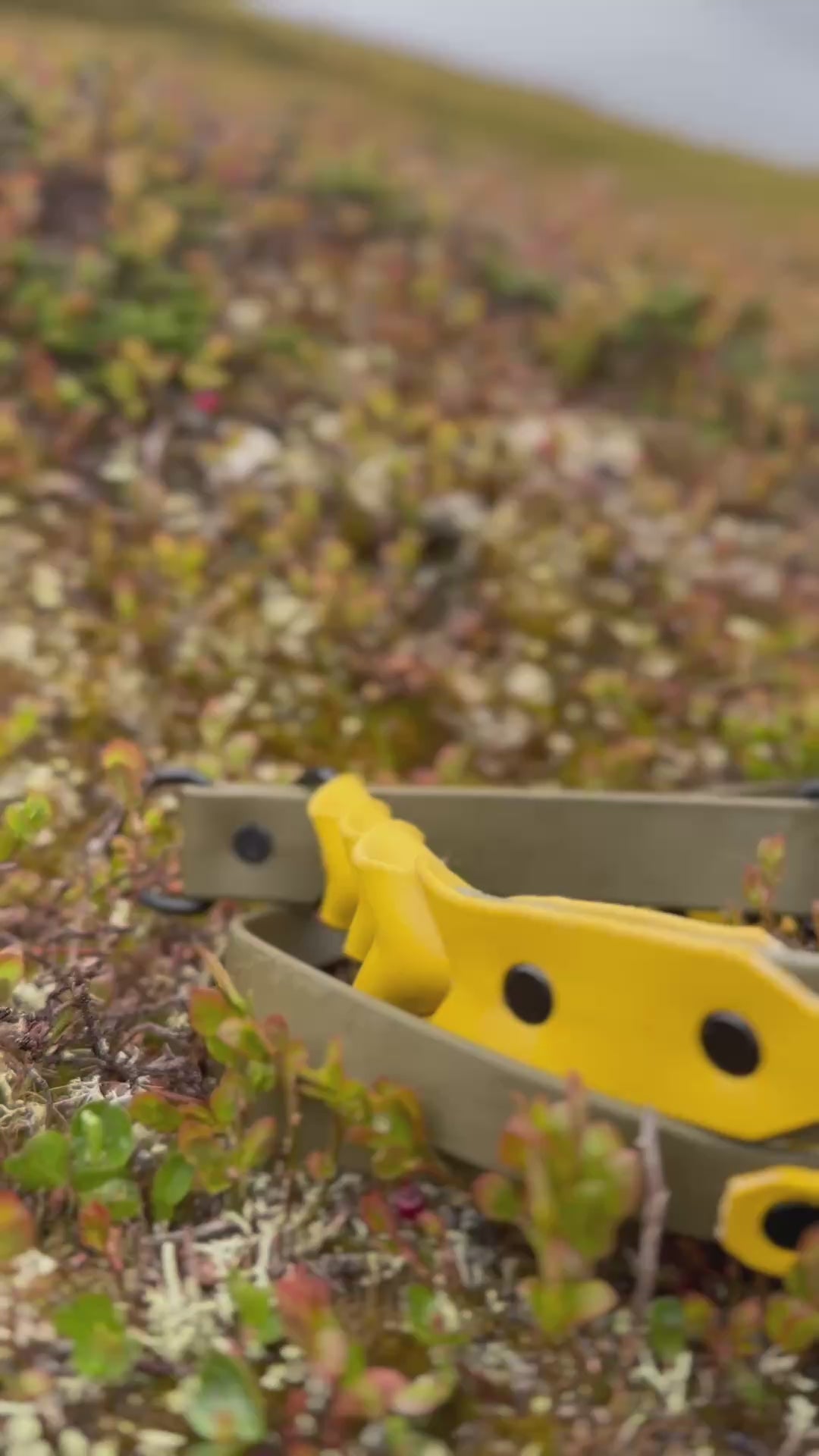 Koppel Bee